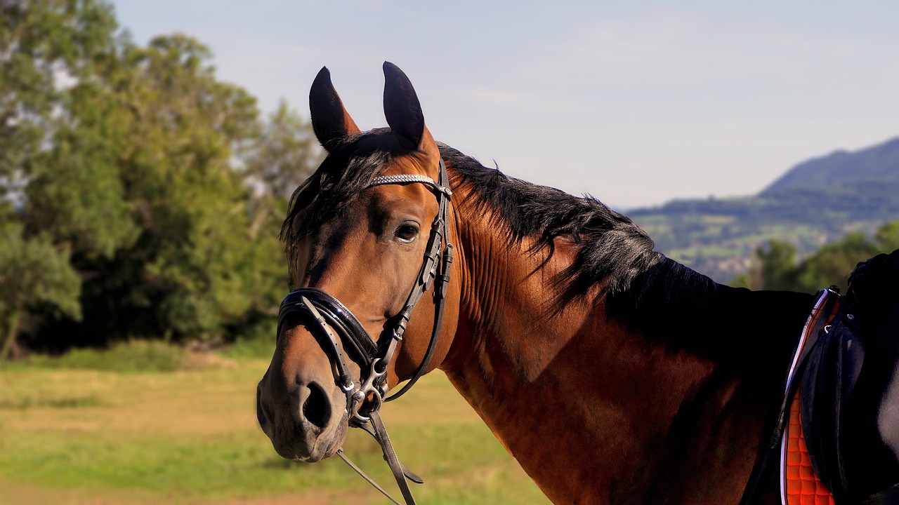 10. How to Host a Horse Movie Night