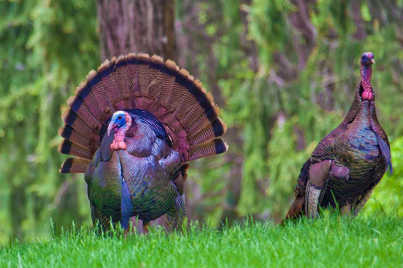 Top 10 Thanksgiving Movies for Kids