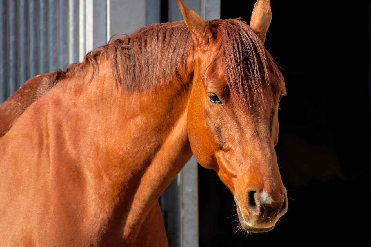 Horse Movies for Kids: Galloping into Great Adventures 5 5. How to Choose the Right Horse Movie