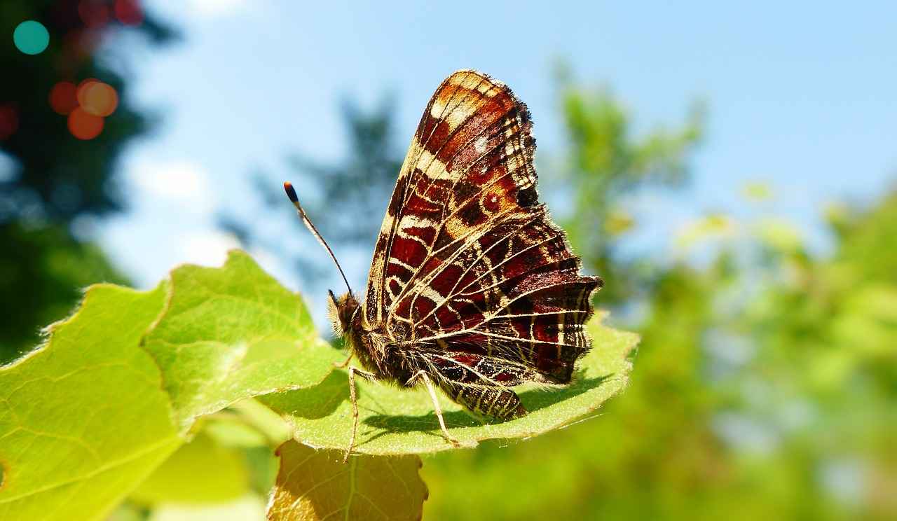 Mermaid Movies for Kids: Under-the-Sea Adventures for Young Dreamers 6 6. Cultural Representations of Mermaids