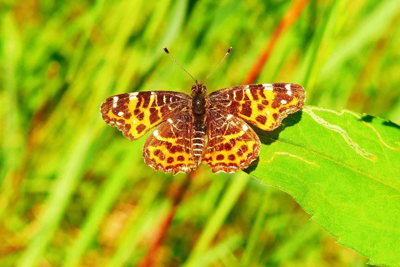 Mermaid Movies for Kids: Under-the-Sea Adventures for Young Dreamers 7 7. Conclusion: The Enduring Magic of Mermaid Movies