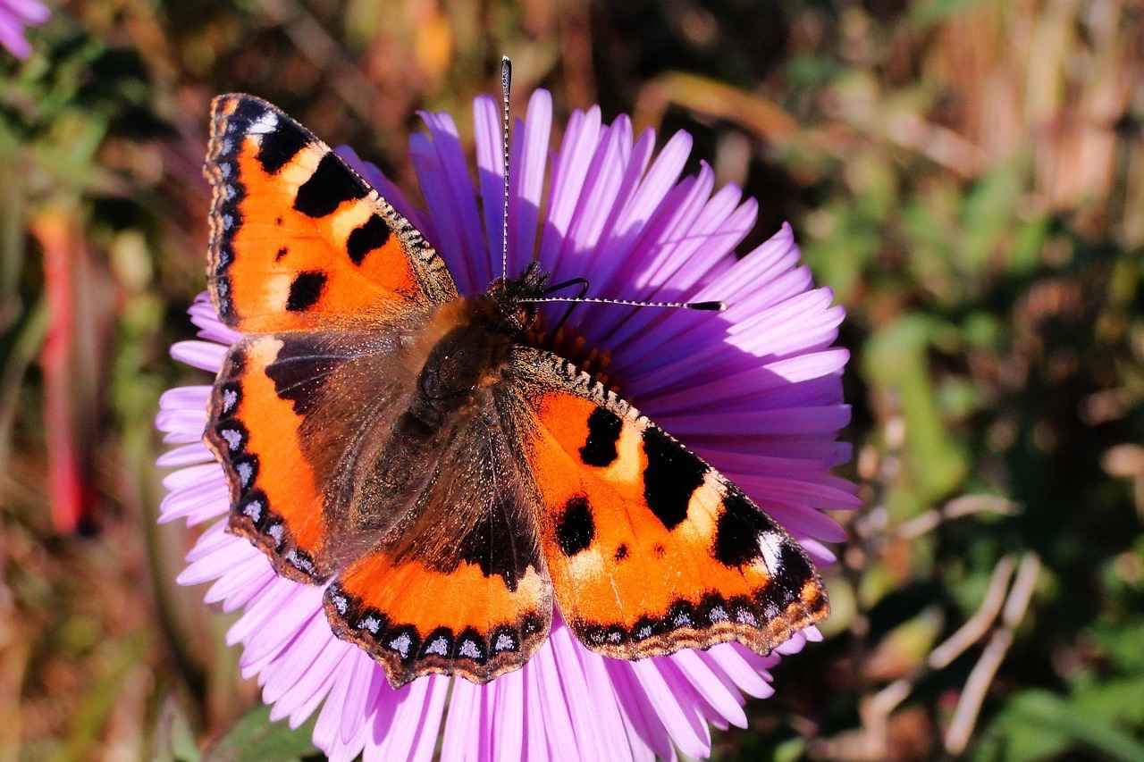 Mermaid Movies for Kids: Under-the-Sea Adventures for Young Dreamers 3 3. Educational Themes in Mermaid Movies