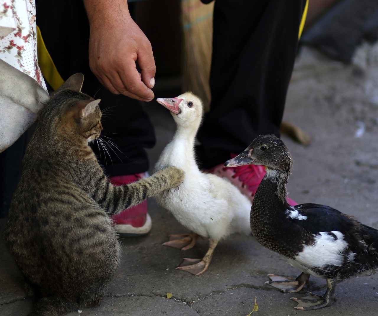 1. Exciting Animated Adventures