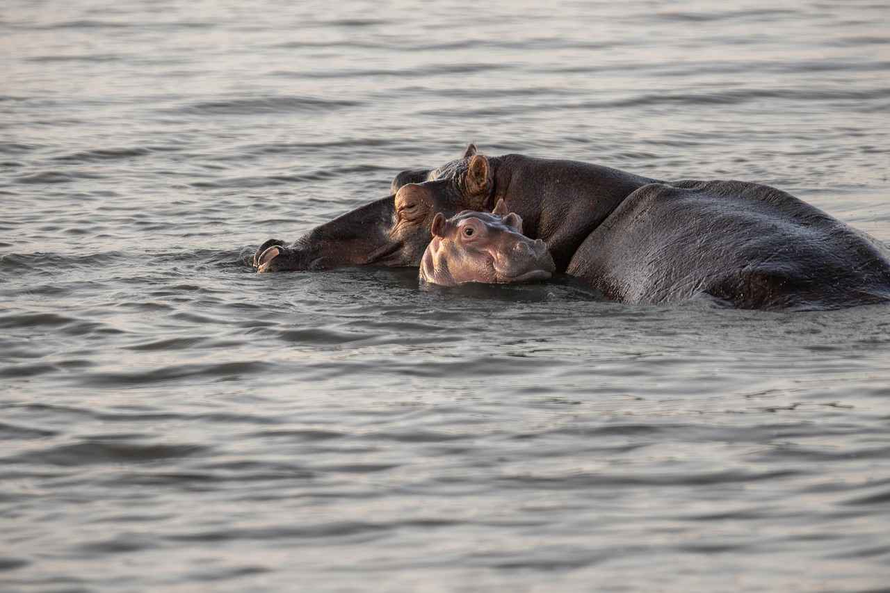 7. Movies for Different Age Groups